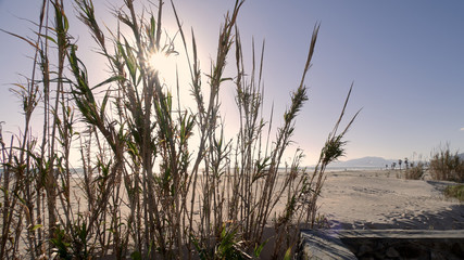 playa del sur de España con palmera