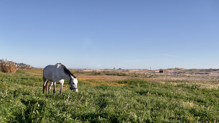 caballo pastando en una pradera del sur de España