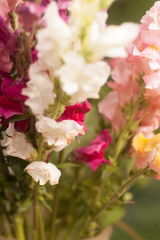 Obraz premium colorful flowers