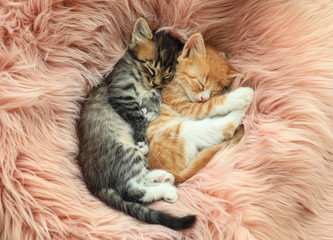 Cute little kittens sleeping on pink furry blanket, top view
