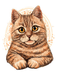 Cat. The color, graphic, artistic drawing of a cute cat  on a white background with a spray of watercolor.