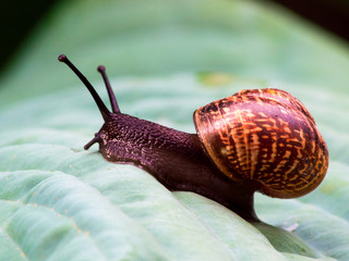 A small snail crawling on a green leaf after morning dew