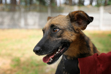 Female volunteer with homeless dog at animal shelter outdoors