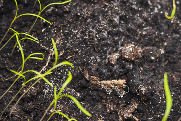 The seedlings are growing from the fertile soil.
