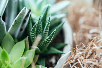 Potted Succulents in Planter