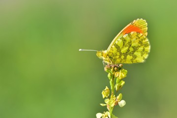 Anthocharis damone  639