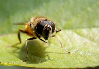 a small beetle on a green leaf