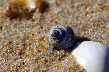 coquillage