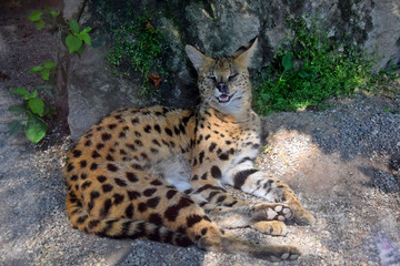 Wild Cat Leptailurus Serval Resting