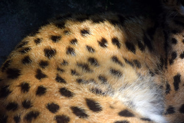 Wild Cat Leptailurus Serval Fur Close Up