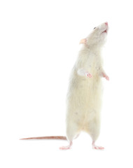 Cute rat on white background. Small rodent
