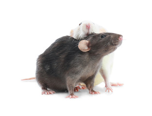 Cute rats on white background. Small rodent