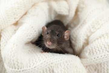Cute small rat wrapped in soft knitted blanket