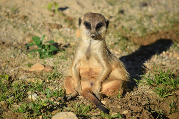 Beautiful Portrait of Suricata Sitting on Grass