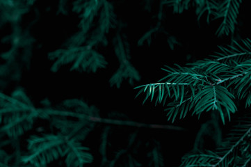 Fototapeta na wymiar Blue spruce branch on a dark background. Texture and details of the plant