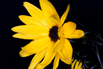 Helianthus salicifolius, common names willowleaf sunflower and column flower native to North America, macro with shallow depth of field  © Barry Barnes