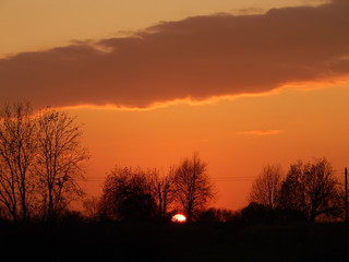 sunset in the forest