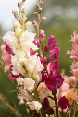 colorful flowers