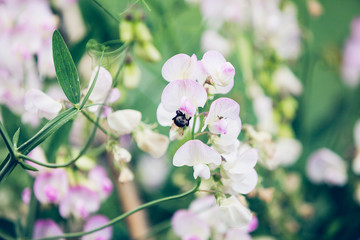 bumblebee on flower peas pink flowers in garden