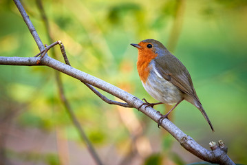 European robin (Erithacus Rubecula) sitting on a branch in winter season