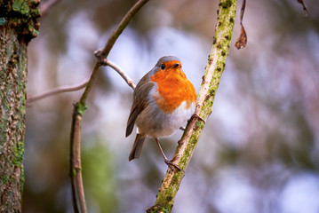 European robin (Erithacus Rubecula) sitting on a branch