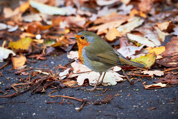 European robin (Erithacus Rubecula) sitting on the ground in the autumn