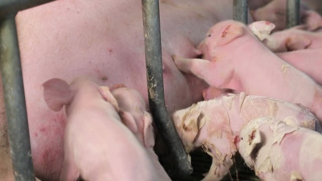 Little pigs just born, drink milk from the mother pig. Sows feed small pigs