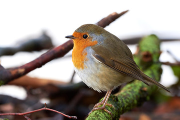 European robin (Erithacus Rubecula) sitting on a branch