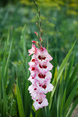 pink flower in garden gladiolus on green background, The genus Gladiolus comprises 260 species, 250...
