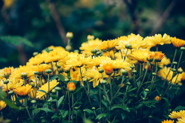 yellow flowers on green background 