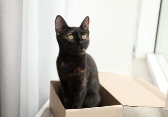 Cute black cat sitting in cardboard box near window at home
