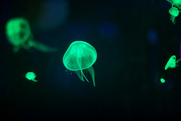 Naklejka na ściany i meble jellyfish in a deep dark blue water