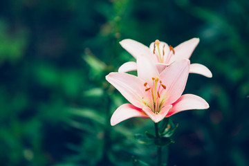 pink lily on dark green background