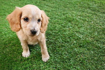Cute English Cocker Spaniel puppy on green grass. Space for text