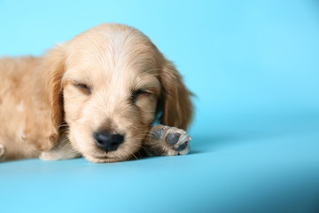 Cute English Cocker Spaniel puppy sleeping on light blue background. Space for text