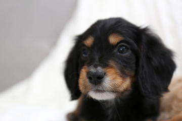 Cute English Cocker Spaniel puppy on blurred background. Space for text