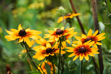bee on bright yellow flower in summer