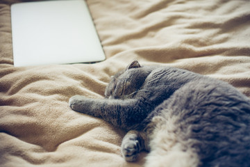 Scottish fold cat sleeping in hotel bed near silver colour laptop on soft beige blanket