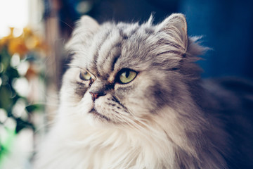 portrait of Persian cat with green eyes with shallow depth of field