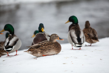 ducks resting  in the snow in winter day