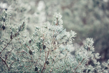Beautiful winter snowy pine tree branch covered with snow at frosty afternoon 