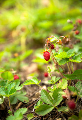 Closeup of a wild strawberry fruit growing uncultivated in the nature.