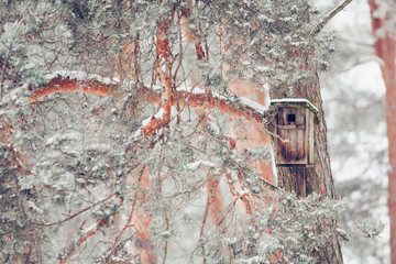 birdhouse from wood in the winter snow covered forest on natural background on pine tree