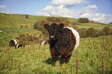 Belted  Galloway cow grazing in a field