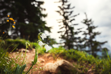 Mountain landscape with white bell flowers in focus