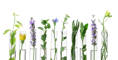 Different plants in test tubes on white background © New Africa
