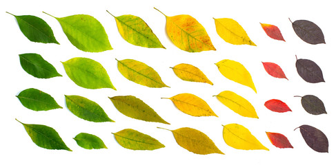 Different shades of single autumn leaves
