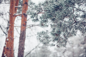 Beautiful winter snowy pine tree path covered with snow at frosty afternoon 