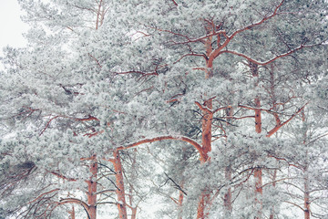 Beautiful winter snowy tree branch covered with snow at frosty afternoon 