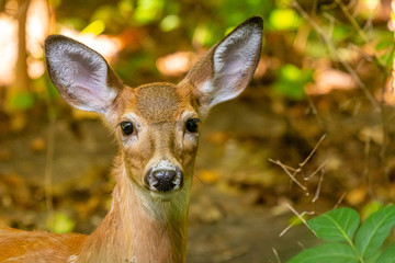 Closeup of a White-tailed deer (Odocoileus virginianus) fawn standing in a forest.
